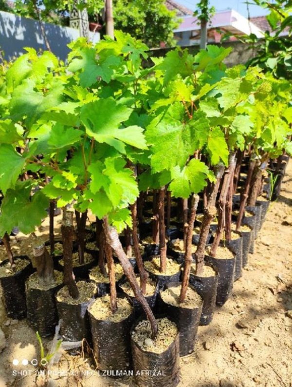 Bibit Anggur Import Jenis Akademik Hitam Valid Genjah Cepat Berbuah Nagekeo