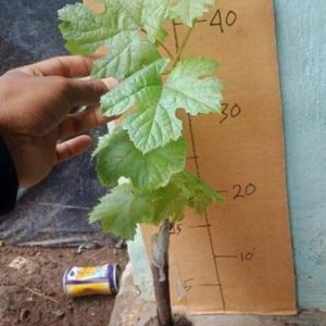 Bibit Anggur Import Jenis Taldun Asli Grafting Pagar Alam