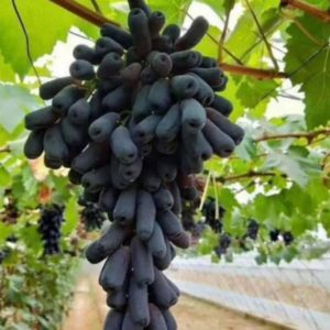 Bibit Anggur Import Moondrop Malaka