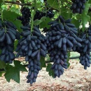 Bibit Anggur Import Moondrop Sorong Selatan