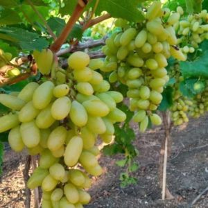 Bibit Anggur Import Sonaka Grafting Lampung Selatan