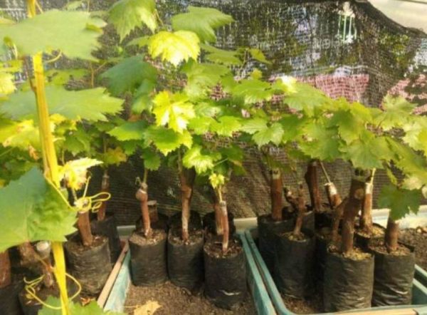 Bibit Anggur Import Taldun Grafting Premium Unggulan Simalungun