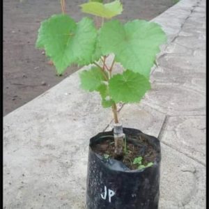 Bibit Anggur Import Tanaman Buah Muscat Brilliand Grafting Madiun