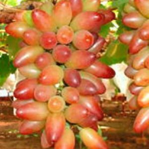 Bibit Anggur Import Tanaman Buah Muscat Brilliand Grafting Raja Ampat