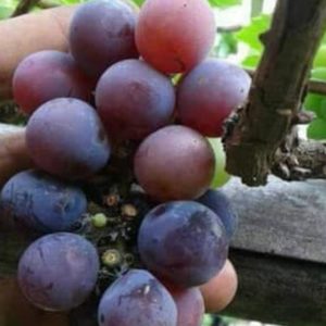 Bibit Anggur Isabella - Tapanuli Tengah