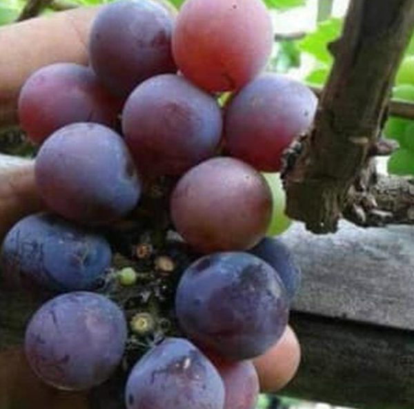 Bibit Anggur Isabella - Tapanuli Tengah