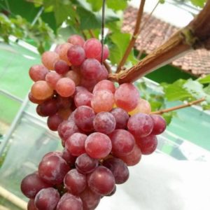 Bibit Anggur Jupiter Buah Import Toraja Utara