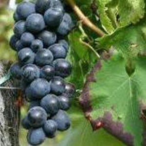 Bibit Anggur Jupiter Terbaik Tanaman Impor Okulasi Penukal Abab Lematang Ilir
