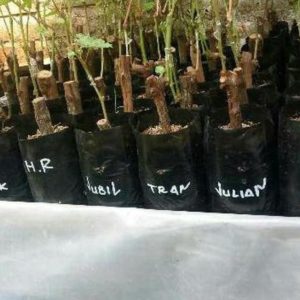 Bibit Anggur Jupiter Terbaik Tanaman Impor Okulasi Salatiga