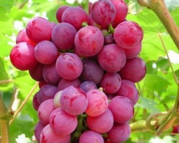 Bibit Anggur Lokal Jenis Super Taldun - Kolaka Utara