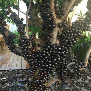 Bibit Anggur Manis Tanaman Brazil Buah Jaboticaba Pohon Tabulampot Pacitan