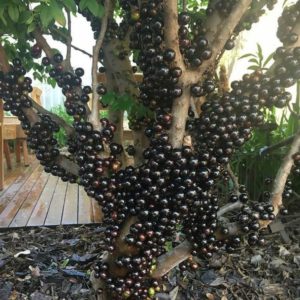 Bibit Anggur Manis Tanaman Buah Brazil - Jaboticaba Pohon Tabulampot Menyegarkan Bangli