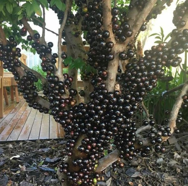 Bibit Anggur Manis Tanaman Buah Brazil - Jaboticaba Pohon Tabulampot Menyegarkan Bangli