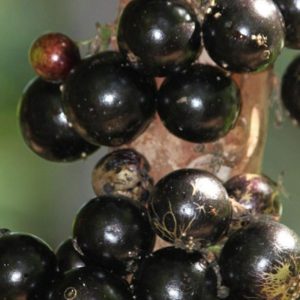 Bibit Anggur Manis Tanaman Buah Brazil - Jaboticaba Pohon Tabulampot Menyegarkan Pasaman Barat