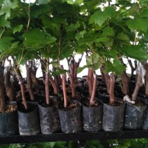 Bibit Anggur Manis Tanaman Jenis Black Finger Hasil Grafting Cepat Berbuah Halmahera Tengah