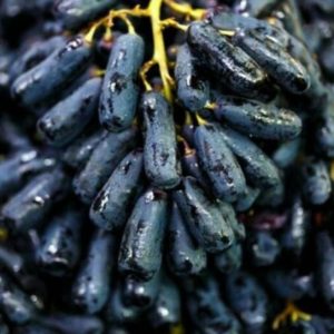 Bibit Anggur Moondrop Impor Unggulan Super Manis Jenis Asli Dari Grafting Cepat Berbuah Banjarbaru