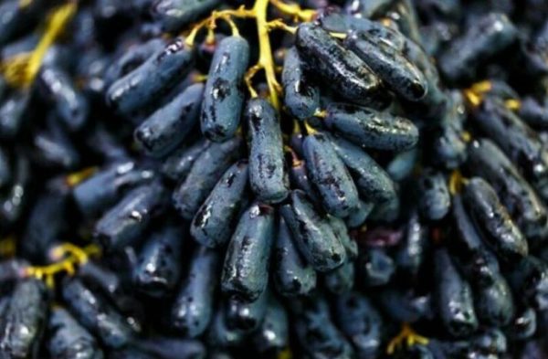 Bibit Anggur Moondrop Impor Unggulan Super Manis Jenis Asli Dari Grafting Cepat Berbuah Banjarbaru