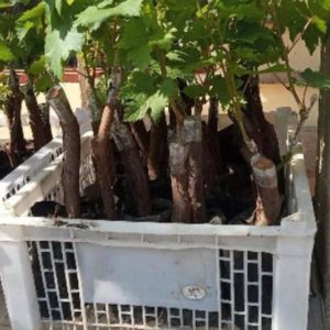 Bibit Anggur Moondrop Import Merah Ngawi