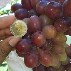 Bibit Anggur Ninel Import Siap Buah - Genjah Unggul Berkualitas Seram Bagian Timur