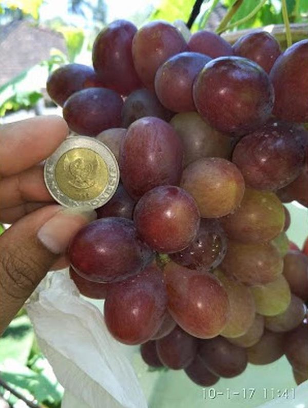 Bibit Anggur Ninel Import Siap Buah - Genjah Unggul Berkualitas Seram Bagian Timur