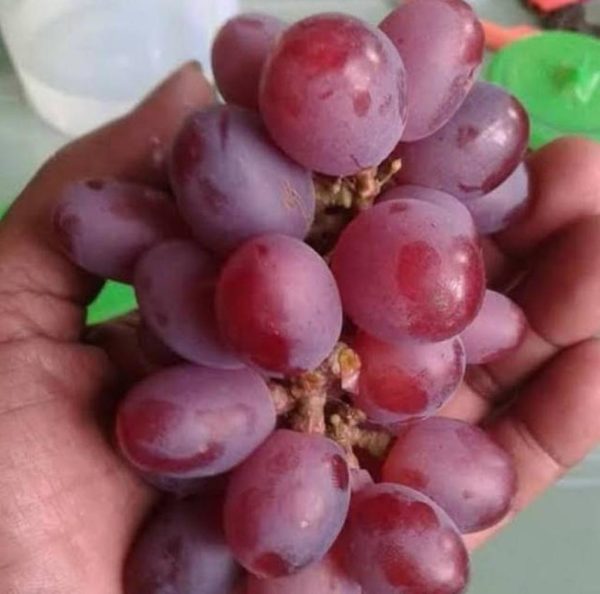 Bibit Anggur Ninel Tanaman Buah Import Super Murah Berkuwalitas Tual