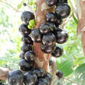 Bibit Anggur Pohon Dalam Indramayu