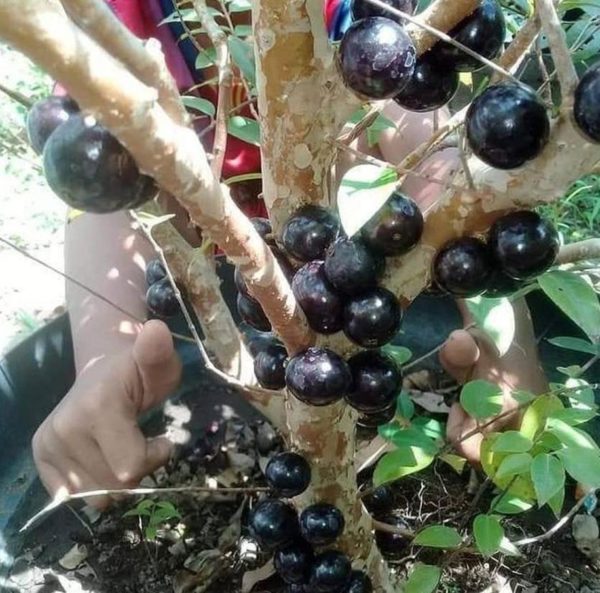 Bibit Anggur Pohon Dalam Pangkajene Kepulauan
