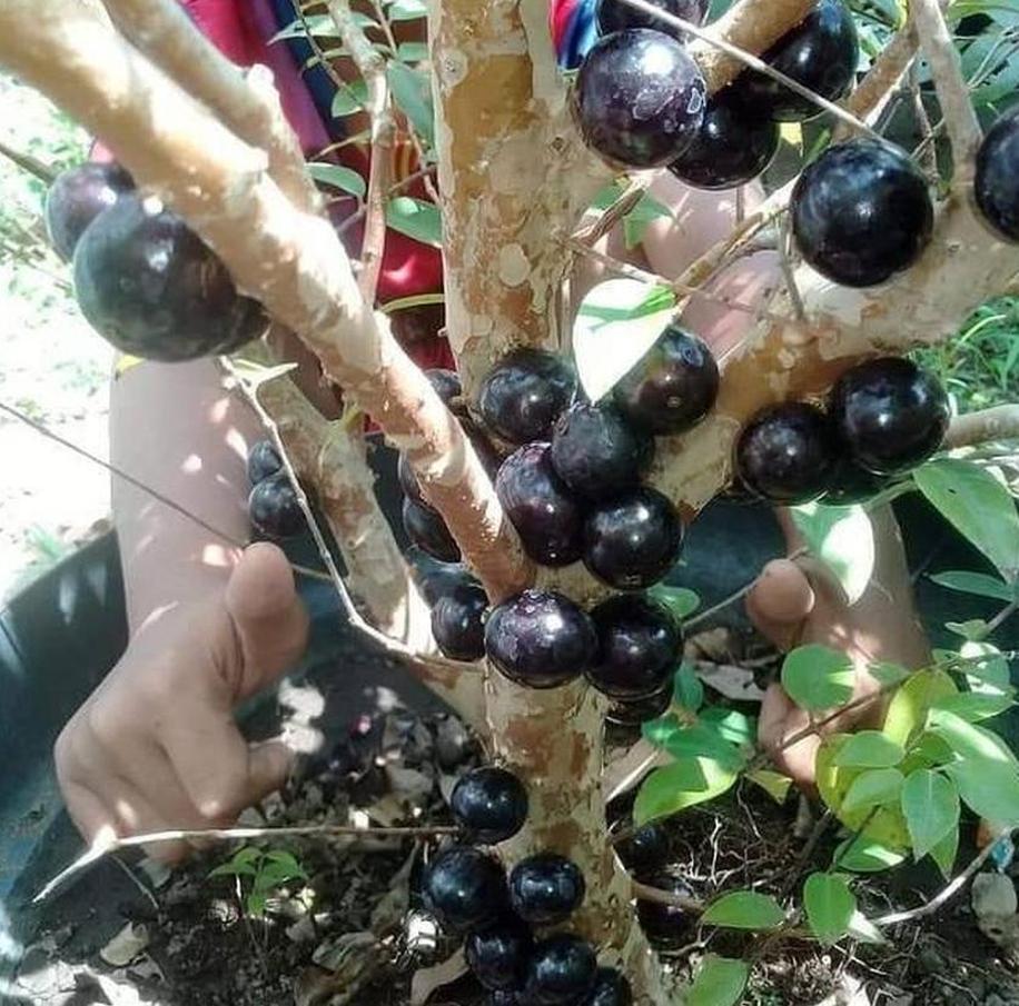 Gambar Produk Bibit Anggur Pohon Dalam Pangkajene Kepulauan