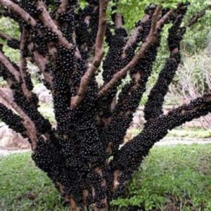 Bibit Anggur Pohon Sabara Tanaman Buah Di Dalam Tabulampot Boalemo