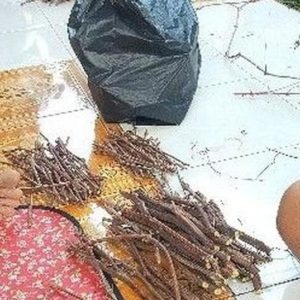 Bibit Anggur Red Master Cutting Lokal Isabella Rm Morowali Utara