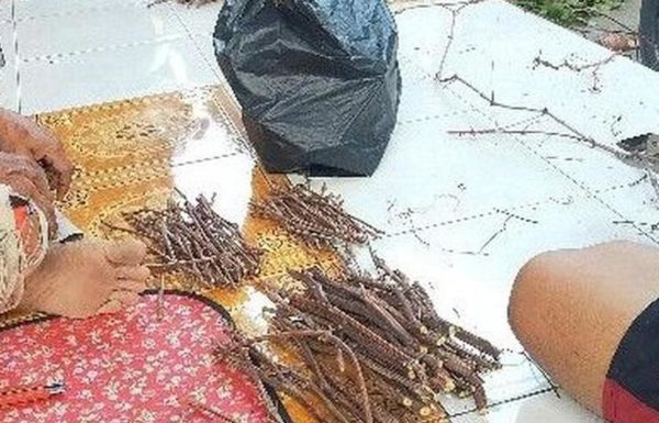 Bibit Anggur Red Master Cutting Lokal Isabella Rm Morowali Utara