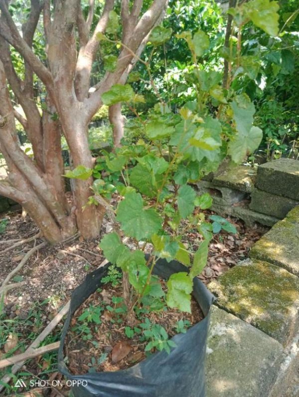 Bibit Anggur Red Master Grafting Pohon Banyumas