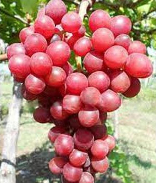 Bibit Anggur Red Master Hemat - Rambat Rm Kualitas Super Tahan Terhadap Cuaca Harga Murah Sibolga