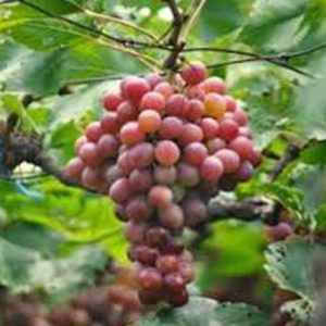 Bibit Anggur Red Master Kepulauan Sangihe