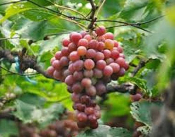 Bibit Anggur Red Master Kepulauan Sangihe