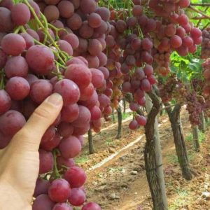 Bibit Anggur Red Master Merah - Wisatani Sikka