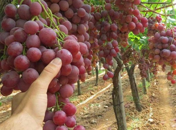 Bibit Anggur Red Master Merah - Wisatani Sikka