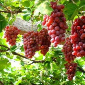 Bibit Anggur Red Master Tanaman Buah Buton Selatan