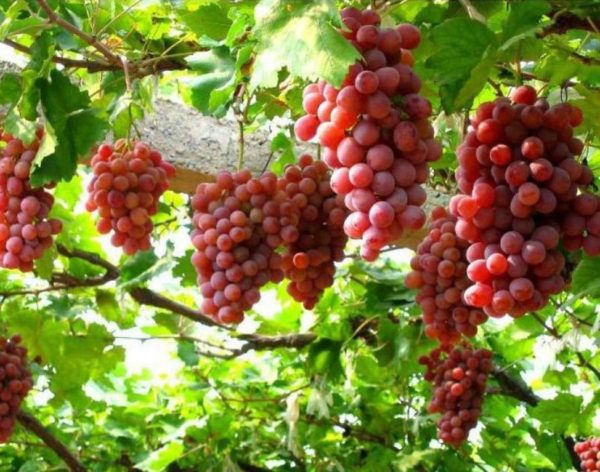 Bibit Anggur Red Master Tanaman Buah Buton Selatan