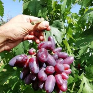 Bibit Anggur Shine Muscat Tanaman Import Genjah Manis Murah Cepat Berbuah Unggul Super Kebumen