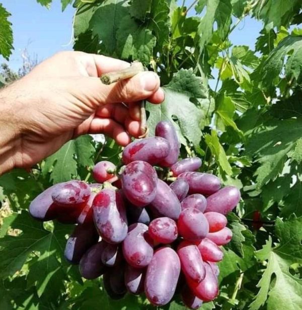Bibit Anggur Shine Muscat Tanaman Import Genjah Manis Murah Cepat Berbuah Unggul Super Kebumen