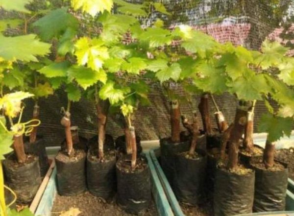 Bibit Anggur Taldun Terbaru Import Grafting Palopo