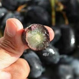 Bibit Anggur Tanpa Biji Okulasi Tanaman Buah Black Jumbo Dompu