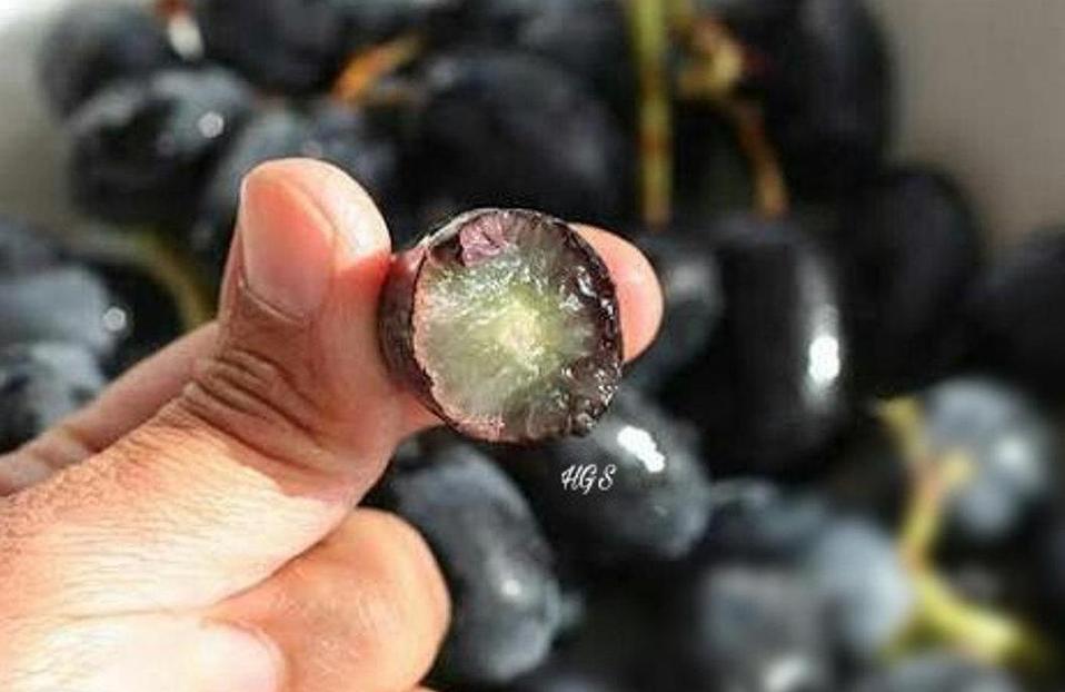 Gambar Produk Bibit Anggur Tanpa Biji Okulasi Tanaman Buah Black Jumbo Dompu