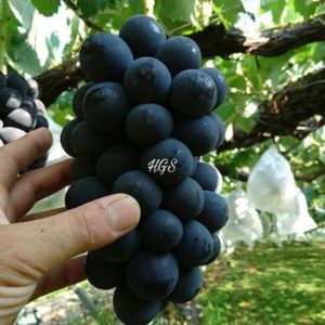 Bibit Anggur Tanpa Biji Okulasi Tanaman Buah Black Jumbo Halmahera Utara