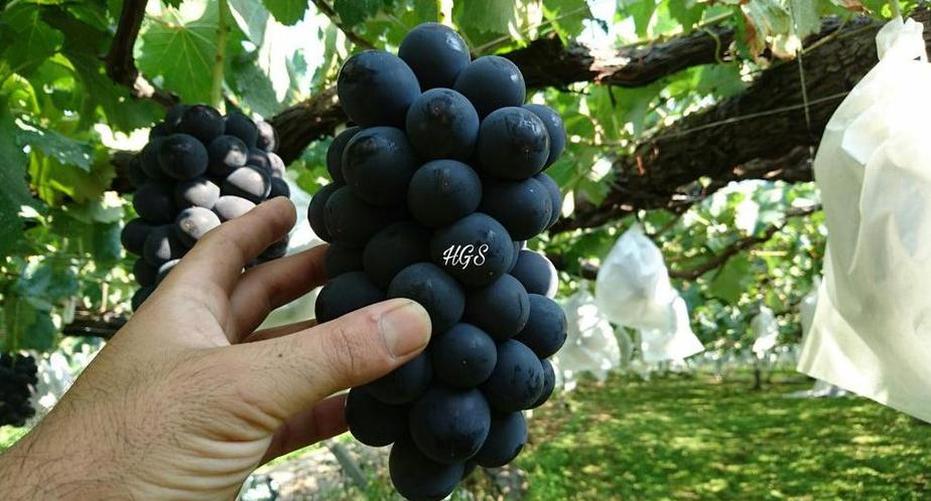 Gambar Produk Bibit Anggur Tanpa Biji Okulasi Tanaman Buah Black Jumbo Halmahera Utara