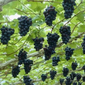 Bibit Anggur Tanpa Biji Okulasi Tanaman Buah Black Jumbo Rokan Hilir