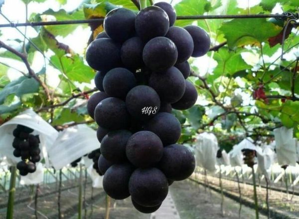 Bibit Anggur Tanpa Biji Okulasi Tanaman Buah Black Jumbo Supiori