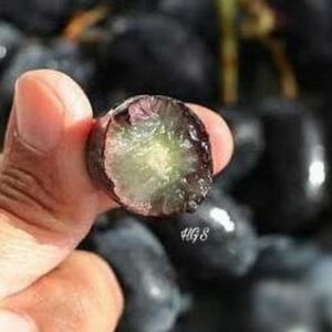 Bibit Anggur Tanpa Biji Tanaman Buah Black Jumbo Banjarnegara