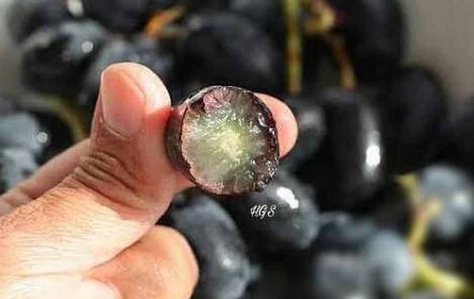 Gambar Produk Bibit Anggur Tanpa Biji Tanaman Buah Black Jumbo Banjarnegara
